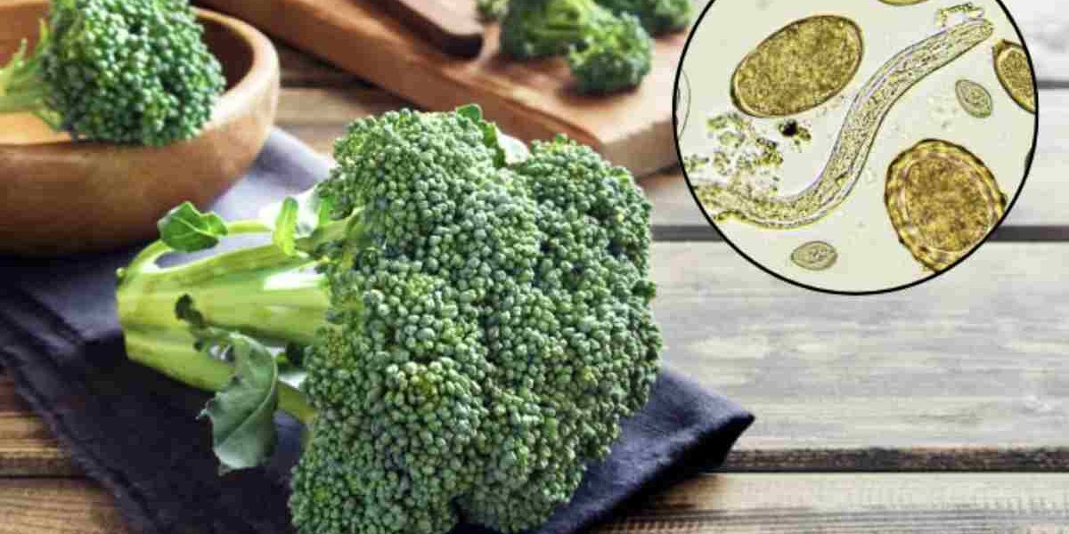 Il broccolo (Brassica oleracea var. italica), pianta della famiglia delle Brassicaceae, è noto per l’elevato contenuto di vitamine e minerali fondamentali