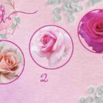 Il meccanismo è tanto semplice quanto coinvolgente: osservare attentamente una serie di rose e selezionare quella che più colpisce