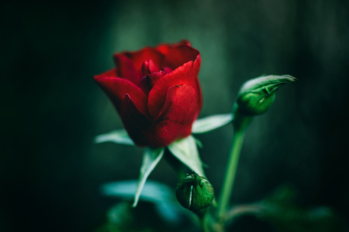test della rosa personalità