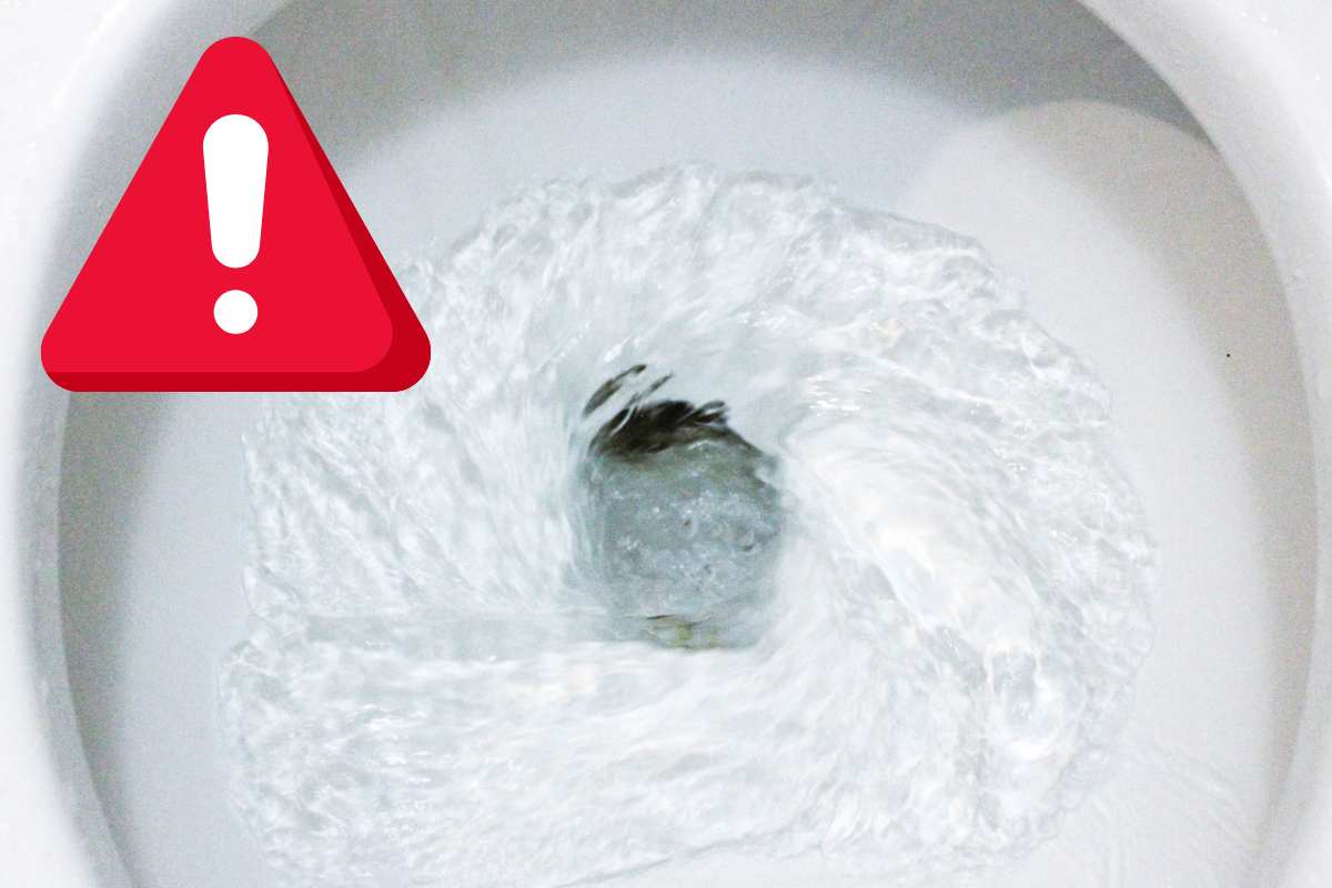 wc animali dallo scarico